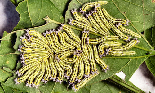 Eleven-day-old (third instar) gregarious larvae of the tawny emperor, Asterocampa clyton (Boisduval & Leconte). 