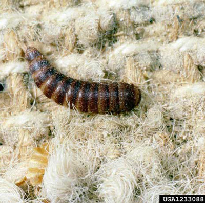 Larva of the black carpet beetle, Attagenus unicolor (Brahm). 