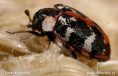 An adult common carpet beetle, Anthrenus scrophulariae (Linnaeus), on carpet fibers. This specimen has reddish scales. 