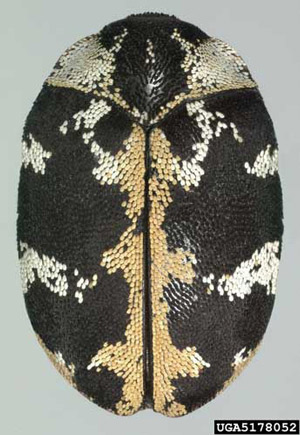 Dorsal view of an adult common carpet beetle, Anthrenus scrophulariae (Linnaeus). This specimen has orange scales. 