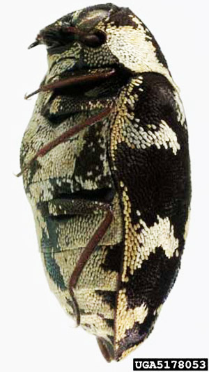 Lateral view of an adult common carpet beetle, Anthrenus scrophulariae (Linnaeus). This specimen has orange scales.