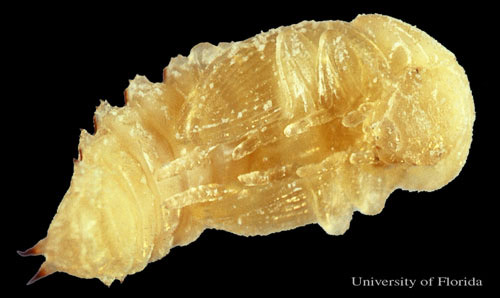Pupa of the lesser mealworm, Alphitobius diaperinus (Panzer).