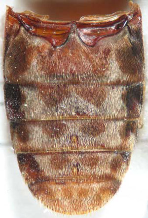 Ventral view of abdomen of an adult black larder beetle, Dermestes ater DeGeer. Notice dark brown patches in the middle and on the sides. Also note that on both the third and fourth segment of the abdominal sternites (counting from the top), the adult male has a small stout bristle surrounded by golden-colored bristles, which the female lacks. 
