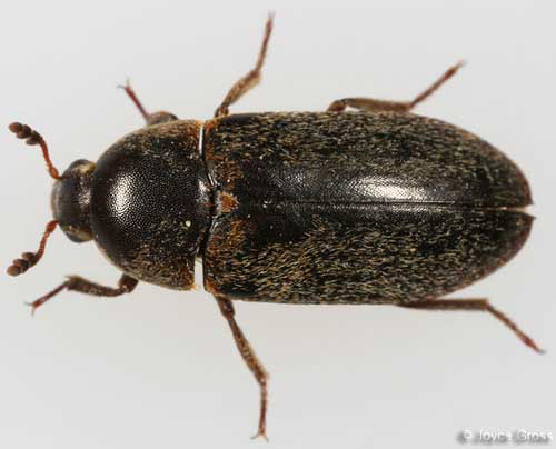 Dorsal view of an adult hide beetle