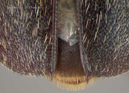 Distal portion of the elytra of the adult hide beetle