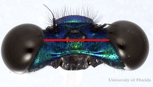 La tête est plate en vue dorsale, avec des yeux disjoints par plus qu'un largeur d'un oeil.