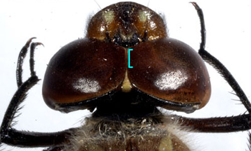 Head of adult aeshnid dragonfly. Head round in dorsal view, with eyes touching and making up the majority of the head area. 