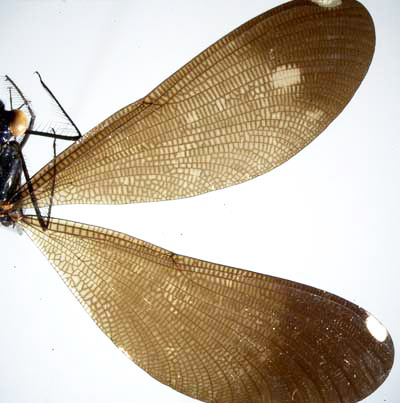 Wings of Calopteryx maculata, a damselfly. Wings broad with heavy venation. 