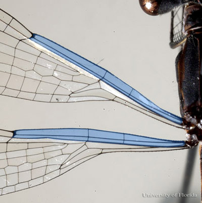 Wings of a lestid dragonfly showing only two antenodal crossveins.