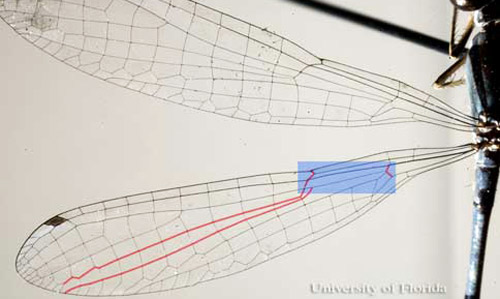 Nervures IR2+ and RP3- proviennent plus prés du nodus que l'arculus.