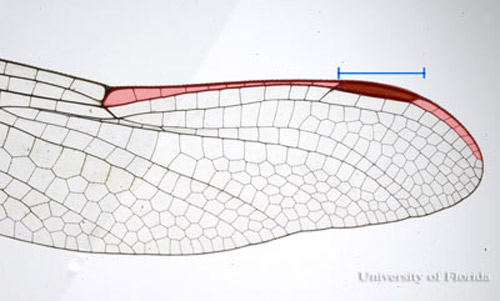 Forewing of a gomphid dragonfly; Pterostigma not long (shaded area). 