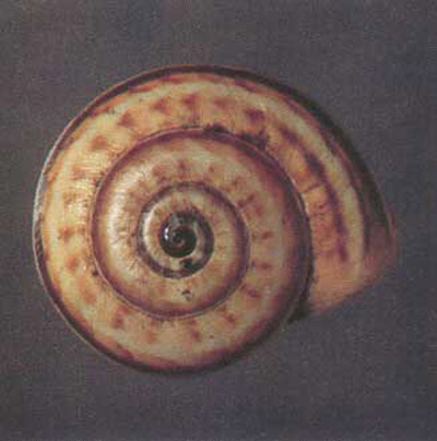 Dots and dashes color form of the white garden snail, Theba pisana (Müller). 