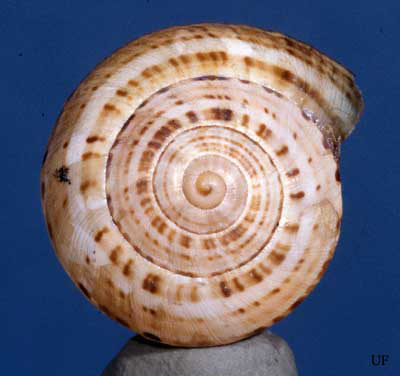 A lighter dots and dashes color form of the white garden snail, Theba pisana (Müller). 