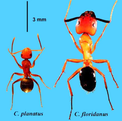 Workers of Camponotus planatus (Roger), the compact carpenter ant (proposed common name), and C. floridanus (Fr. Smith), the Florida carpenter ant. 