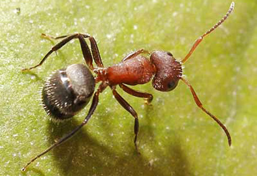 Worker of Camponotus planatus (Roger), the compact carpenter ant (proposed common name). 