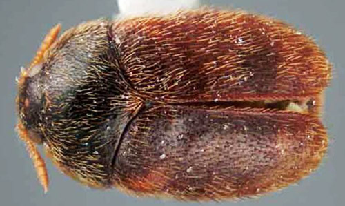 Adult khapra beetle, Trogoderma granarium Everts. 