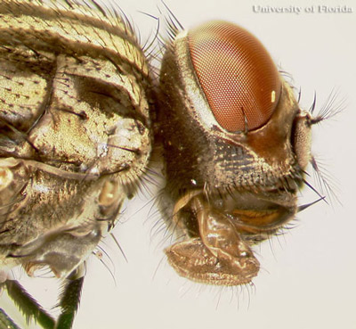 Lateral view of the head of an adult house fly, Musca domestica Linnaeus. 