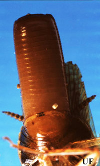 Ventral view of late stages of gravid female Asian cockroach (left), Blattella asahinai Mizukubo, and gravid female German cockroach (right), Blattella germanica (Linnaeus). Notice that the ootheca of the female Asian cockroach does not extrude as far beyond the adult's wings as the ootheca of the female German cockroach. 