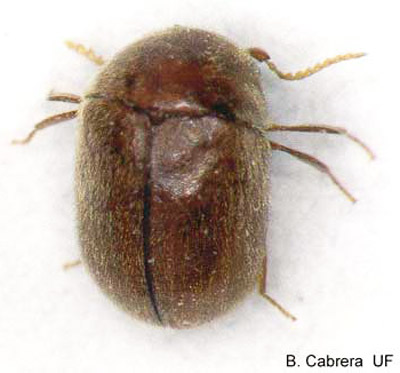 Adult cigarette beetle, Lasioderma serricorne (F.).