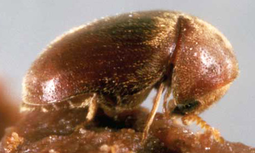 Adult cigarette beetle, Lasioderma serricorne (F.).