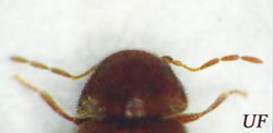Serrated antennae of a cigarette beetle, Lasioderma serricorne (F.), (left); and clubbed antennae of a drugstore beetle, Stegobium paniceum (L.) (right). 
