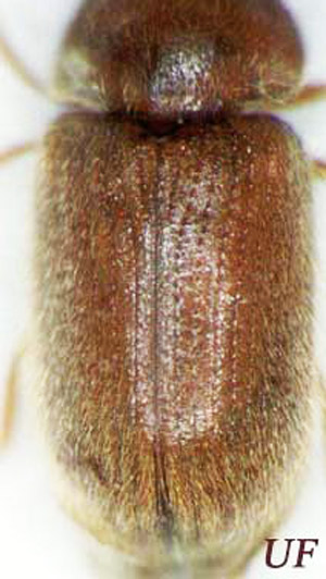 Striated elytra of an adult drugstore beetle, Stegobium paniceum (L.).