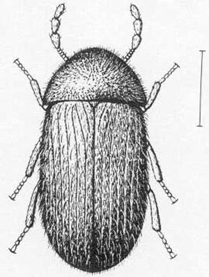 Comparison of the elytra and antennae of the cigarette beetle, Lasioderma serricorne (F.), (left); and drugstore beetle, Stegobium paniceum (L.) (right).