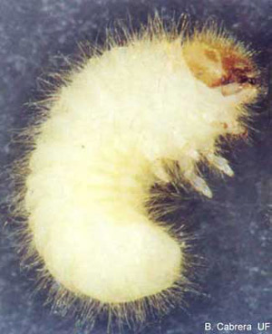 Larva of the cigarette beetle, Lasioderma serricorne (F.). 