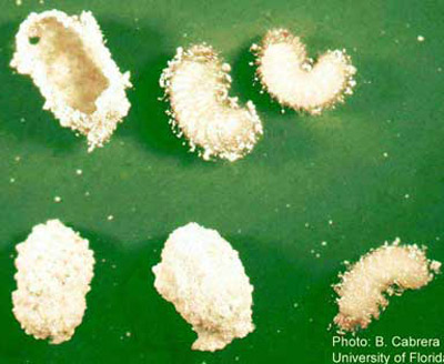 Larvae and cocoons of the cigarette beetle, Lasioderma serricorne (F.).