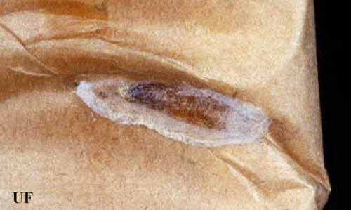 Pupa of the Indianmeal moth, Plodia interpunctella (Hübner). The larva crawled up two shelves and then onto a stack of food envelopes before pupating on the inside of a military C-ration toilet paper packet in the senior author's house. This shows how larvae have the ability to migrate to distant locations and thus confuse identification of the source of the infestation.