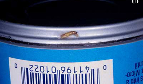 Pupal case of the Indianmeal moth, Plodia interpunctella (Hübner). Found in the senior author's pantry, the larva pupated on the bottom edge of a soup can two shelves up from the actual infestation. All pantry goods must be examined carefully to eliminate the next generation of adults which can fly and thus distribute the infestation further. 
