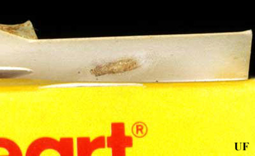 Remains of a pupal case of the Indianmeal moth, Plodia interpunctella (Hübner). The larva pupated inside the lid of a cardboard container one pantry shelf up from the actual infestation in the senior author's house. This demonstrates how difficult it might be to eliminate an infestation even after it has been discovered. All pantry goods must be examined carefully to eliminate the next generation of adults which can fly and thus distribute the infestation further. 