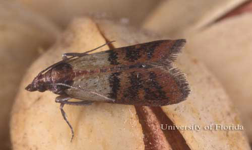 Adult female Indianmeal moth, Plodia interpunctella (Hübner). 