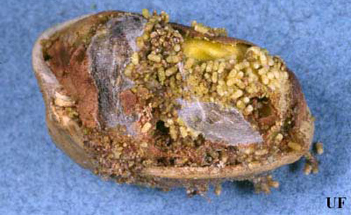 Close-up of a nut infested with Indianmeal moth, Plodia interpunctella (Hübner). Notice the frass and pupal cocoon. 