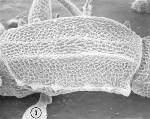Oblique view of the pronotum of an adult male Oryzaephilus mercator (Fauvel), the merchant grain beetle, showing lesser development of anterior pronotal angles, compared to O. acuminatus Halstead. 
