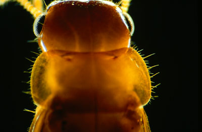 Head and pronotum sparsely covered with long (ca. 0.2-mm-long) hairs; body reddish-brown. . . . . Neothermes castaneus (Burmeister)