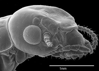 Length with wings 14-16 mm; head width at eyes ³ 1.59 mm; eye diameter 0.45- 0.54 mm; frons deeply recessed. . . . . Neotermes jouteli (Banks)