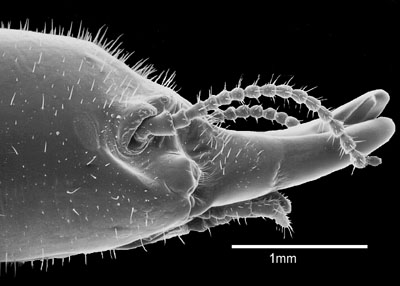 Antennal carinae rugose and markedly protruded; eyes elongate, without satellite facets; setae on basal mandibular humps distinct. . . . . Neotermes jouteli (Banks)