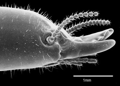 Antennal carinae smooth and only moderately protruded; eyes subcircular, with satellite facets; setae on basal mandibular humps vestigial or absent. . . . . Neotermes luykxi Nickle and Collins. 