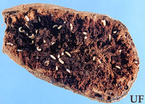 Damage to sweet potato tuber caused by larval feeding of the sweetpotato weevil, Cylas formicarius (Fabricius). 