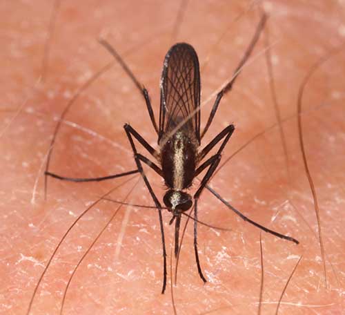 Figure 2. Adult Aedes atlanticus (Dyar and Knab) (dorsal view). Photograph by N. Burkett-Cadena (nburkettcadena@ufl.edu), University of Florida.
