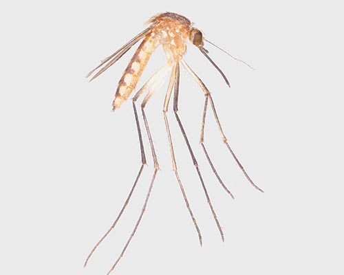 Figure 4. Lateral aspect of Aedes atlanticus (Dyar and Knab). Photograph by N. Burkett-Cadena (nburkettcadena@ufl.edu), University of Florida. 