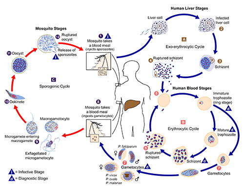 Figure 6. The life cycle of the malaria parasites inside a human and Anopheles mosquito. Credit: Alexander J. da Silva, CDC. 