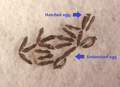 Figure 3. Eggs of Anopheles stephensi. Credit: Mark Benedict, CDC. 