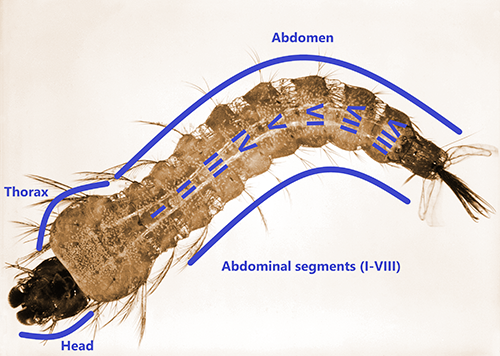 Figure 4. Larva of Anopheles stephensi. Credit: Harry Weinburgh, CDC.
