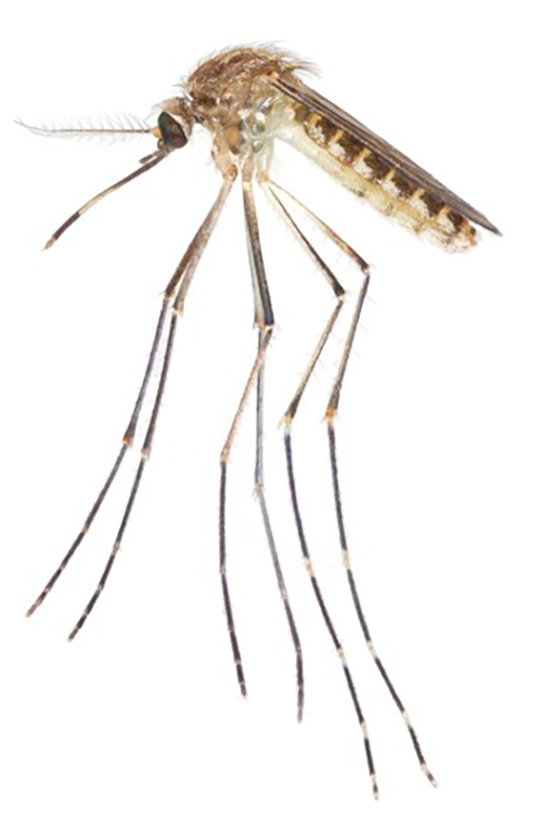 Figure 1. Lateral view of an adult female Culex coronator mosquito. Photograph by Nathan D. Burkett-Cadena, University of Florida.