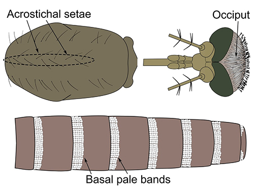 Figure 3. Dorsal view of an adult female Culex coronator showing acrostichal setae, the occiput with narrow, flat scales, and abdominal terga with basal pale bands. Illustrations by Nathan D. Burkett-Cadena, University of Florida.