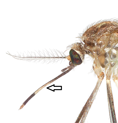 Figure 6. Lateral view of an adult female Culex coronator, showing patch of pale scales on underside of proboscis (arrow). Photograph by Nathan D. Burkett-Cadena, University of Florida.
