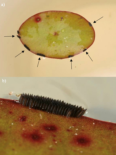 Figure 2. Anterior region of Mesocriconema ornatum. A = annulations. L = Lip annuals. B = Base of stylet. E = Esophageal lumen. M = Median bulb. G = Esophageal glands.  G, M, and E are compressed to create an amalgamated procorpus (compressed upper digestive organs), and B is near M.  These features are characteristic of nematodes in Criconematidae. A are large, rounded and retrorse, these are characteristic of Mesocriconema xenoplax and Mesocriconema ornatum. Subtle differences in L are used to distinguish between these two species. Photograph by J. E. Luc, University of Florida.