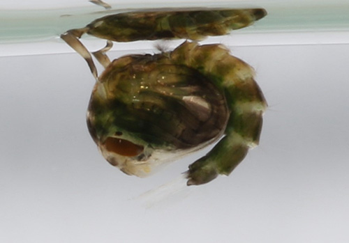 Figure 5. Adult female (A) and juvenile (J) Mesocriconema ornatum. Juvenile stages look similar to adult females but they are smaller. Photograph by William T. Crow, University of Florida.